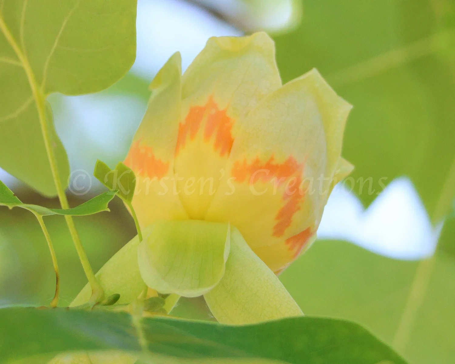american-tuliptree.jpg