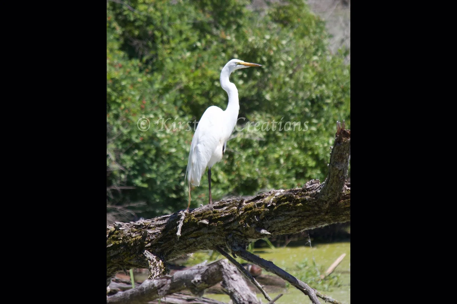 great-egret-on-the-marsh-2x3.jpg