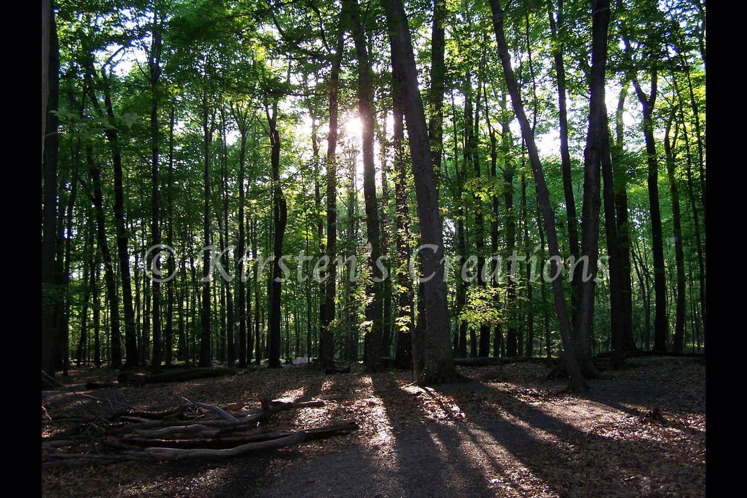 Sun thru the Trees