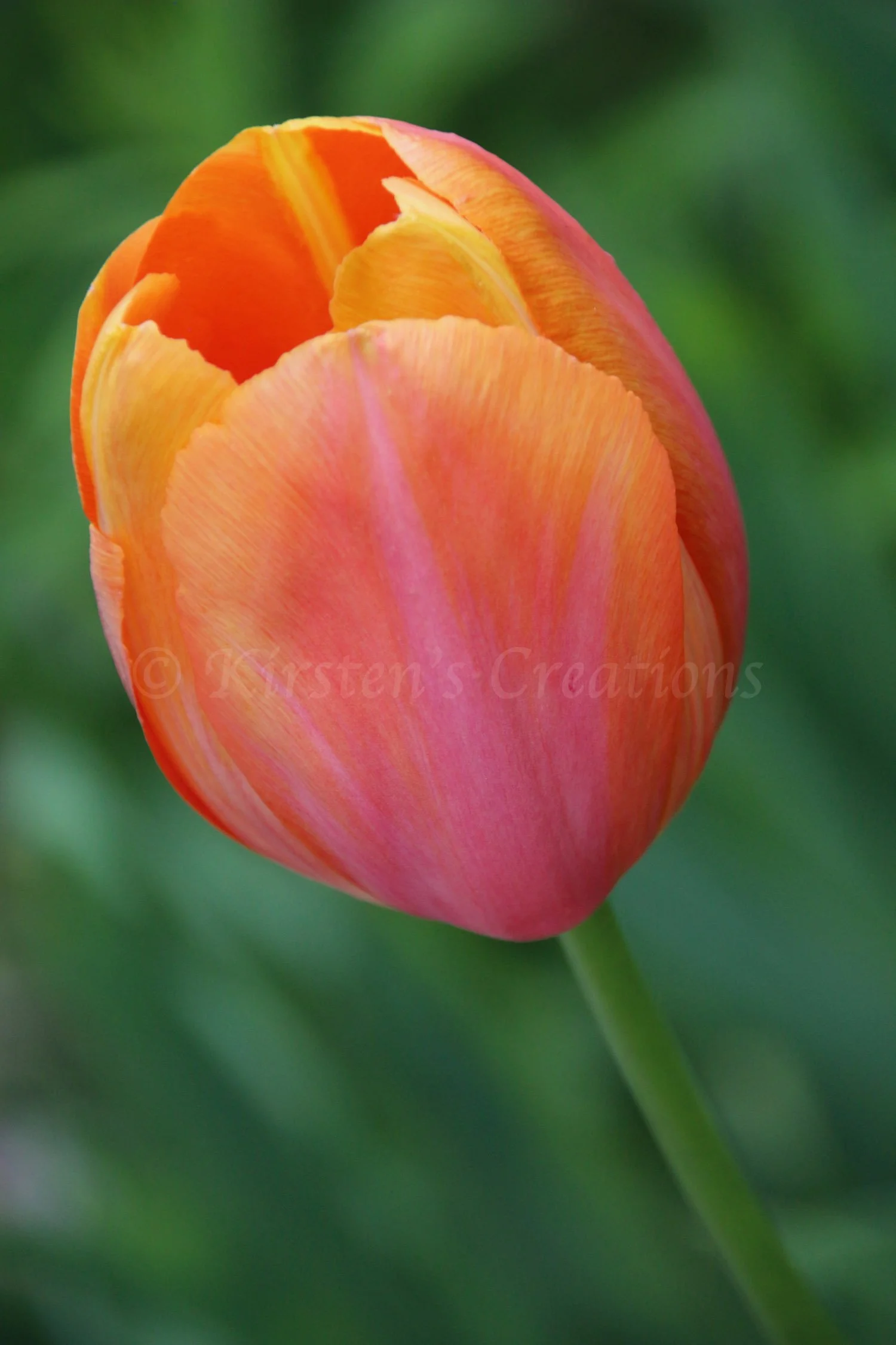 swirling-colors-tulip.jpg