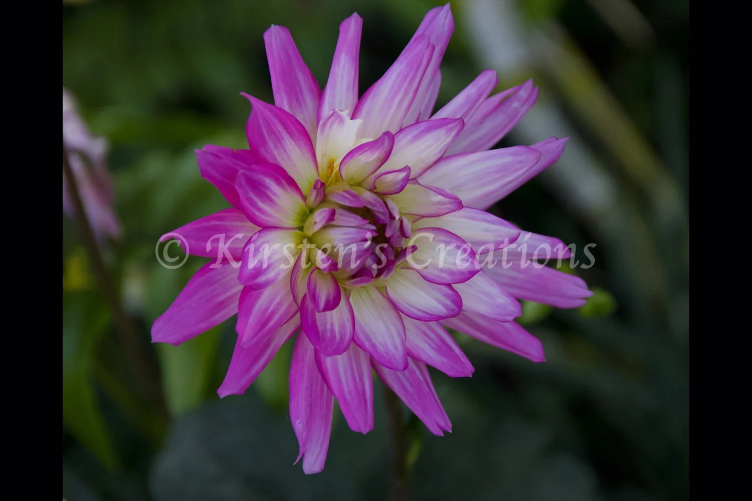 dahlia-beauty-2x3.jpg