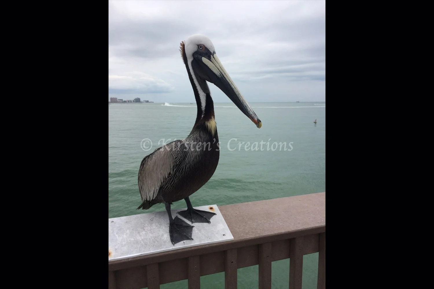 pelican-side-2x3.jpg
