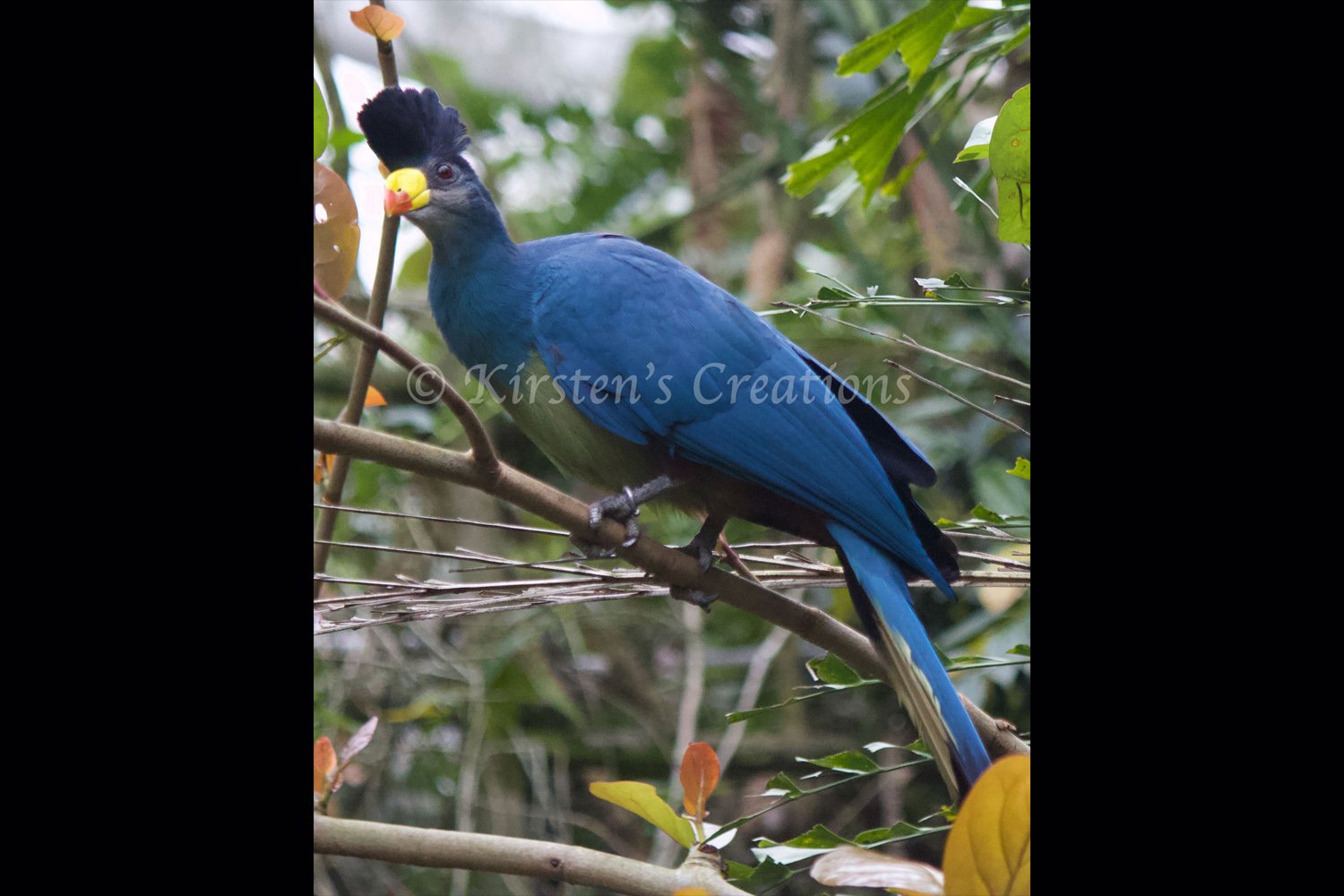 great-blue-turaco-2x3.jpg