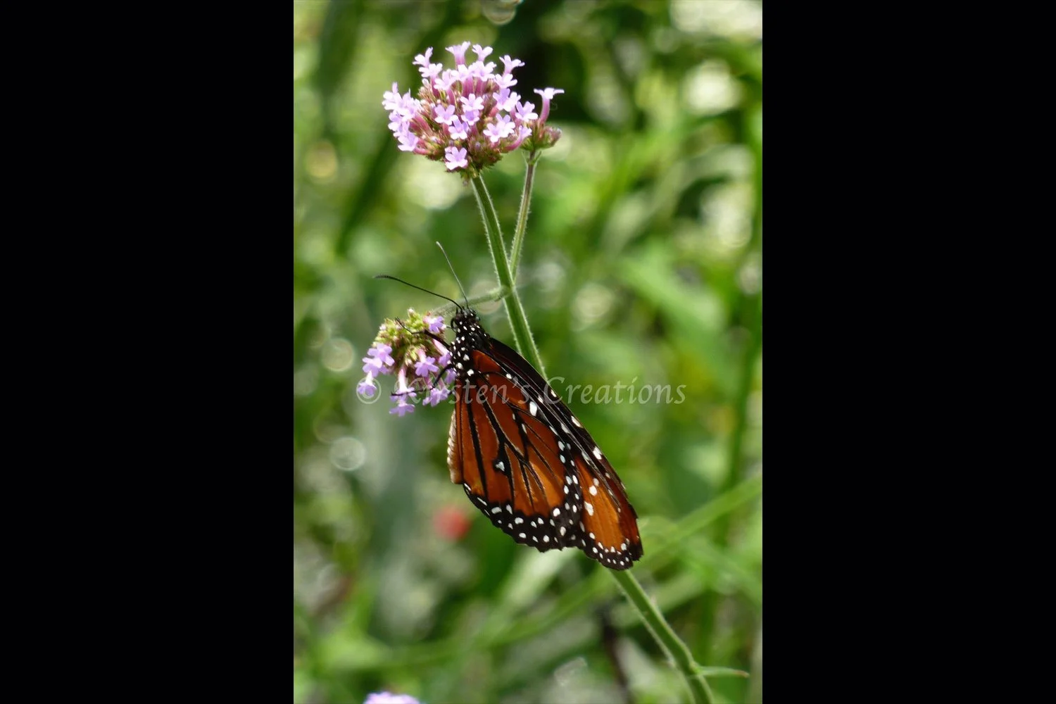 monarch-pink-flower-2x3.jpg