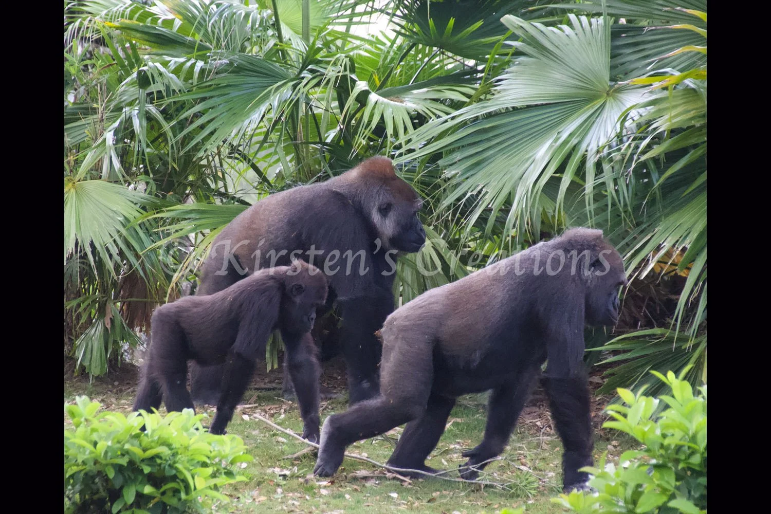 gorilla-family-walk-2x3.jpg
