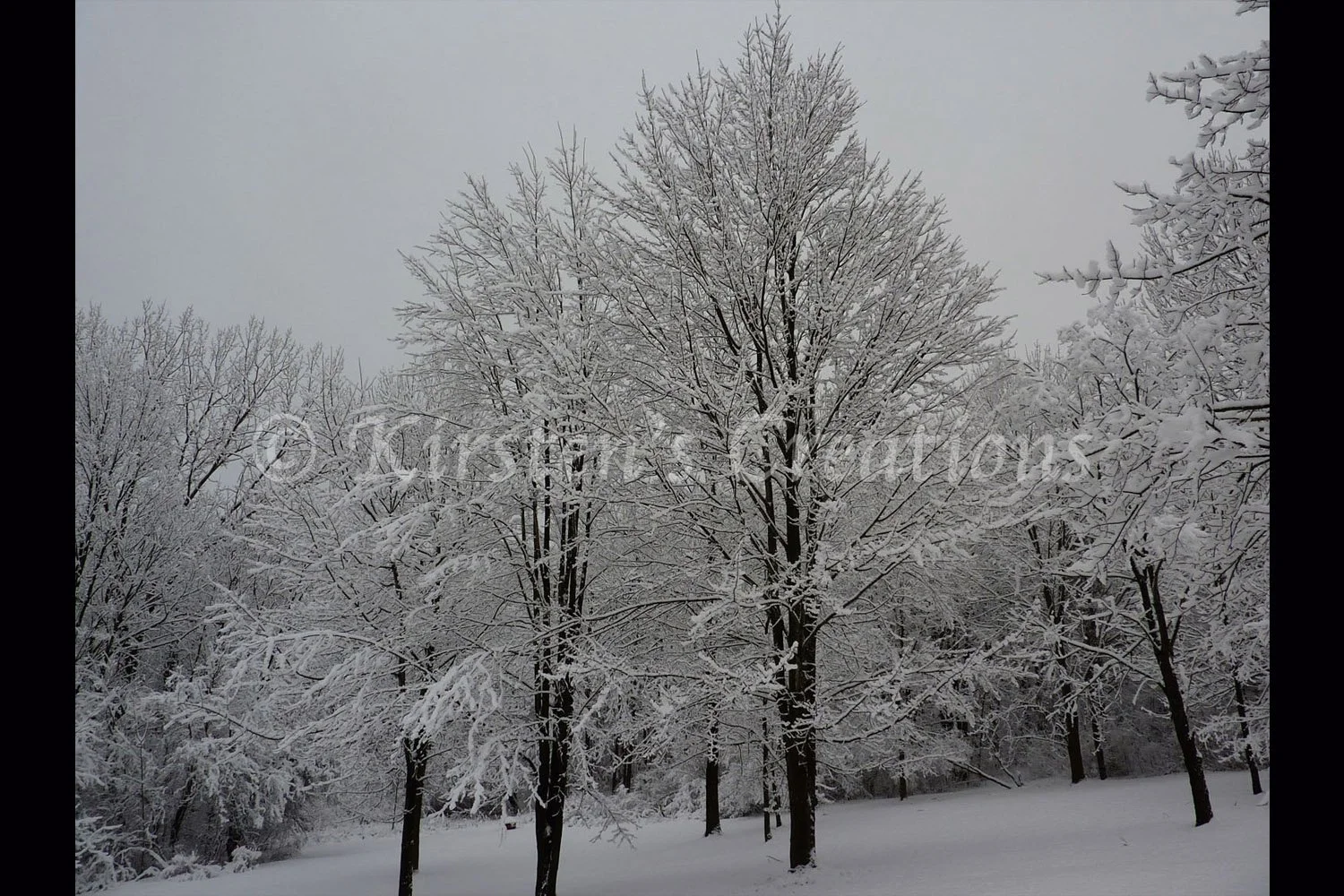 Trees in Blanket of Snow