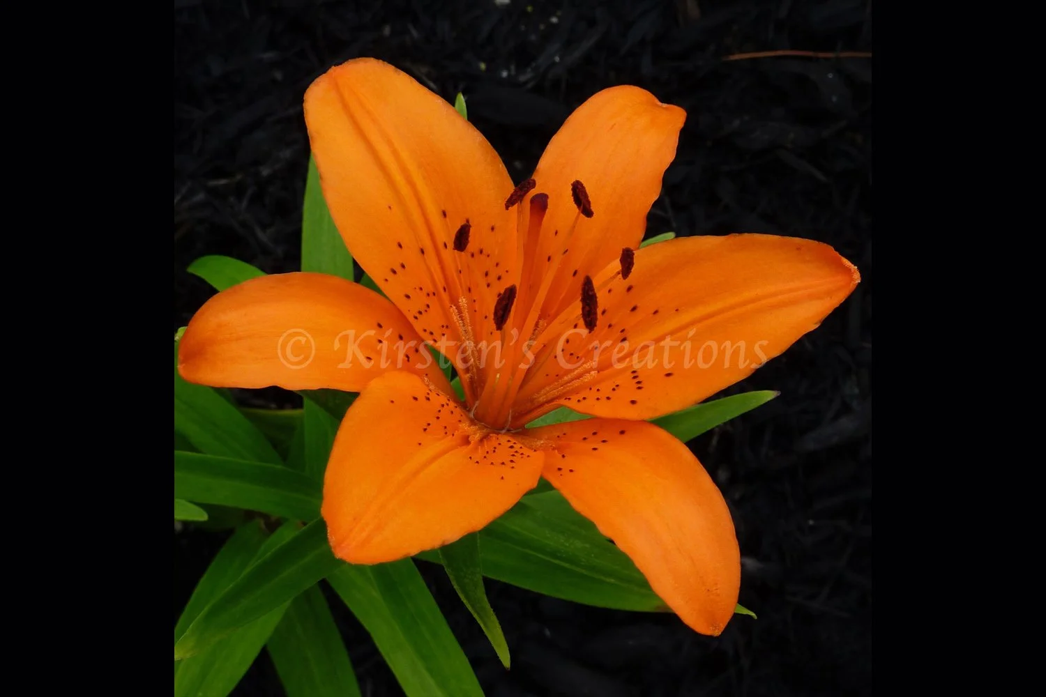 Orange Lily in the Daytime