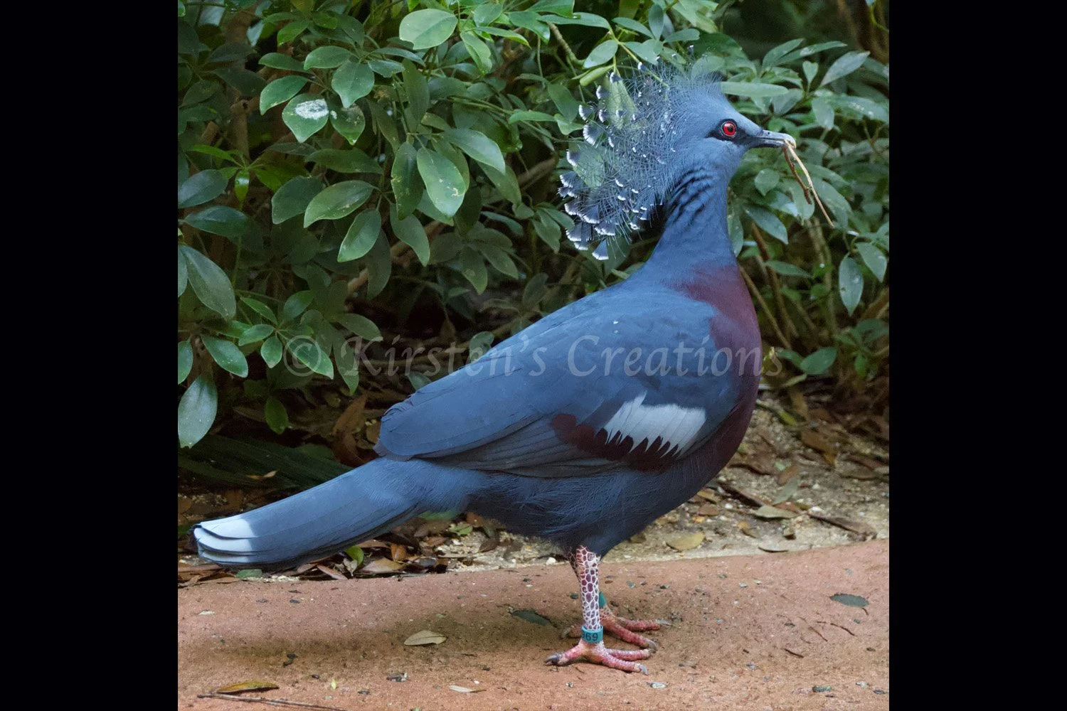 victoria-crowned-pigeon-2x3.jpg