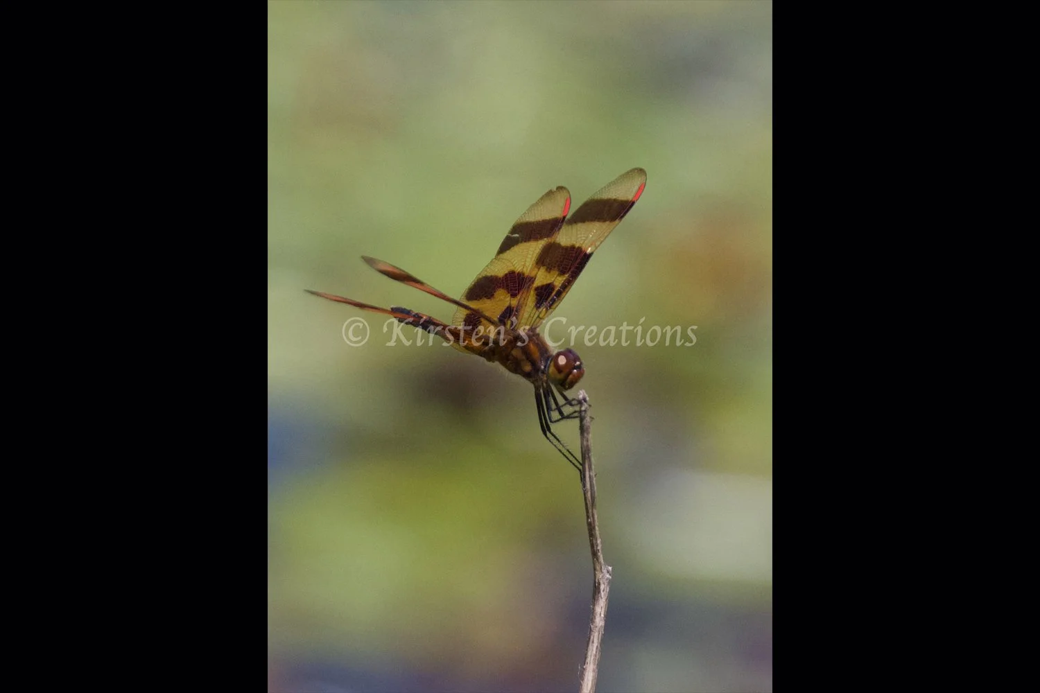 halloween-pennant-dragonfly-2x3.jpg