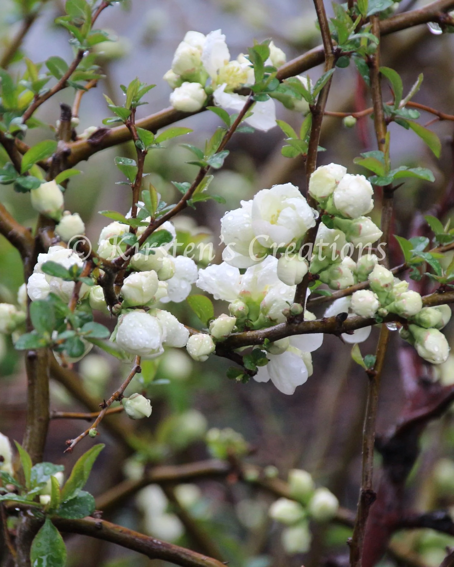 Buds And Drops