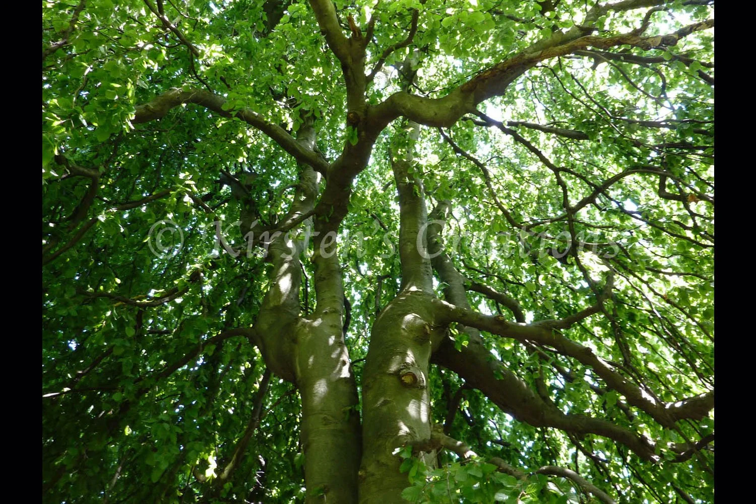 Looking Up Tree
