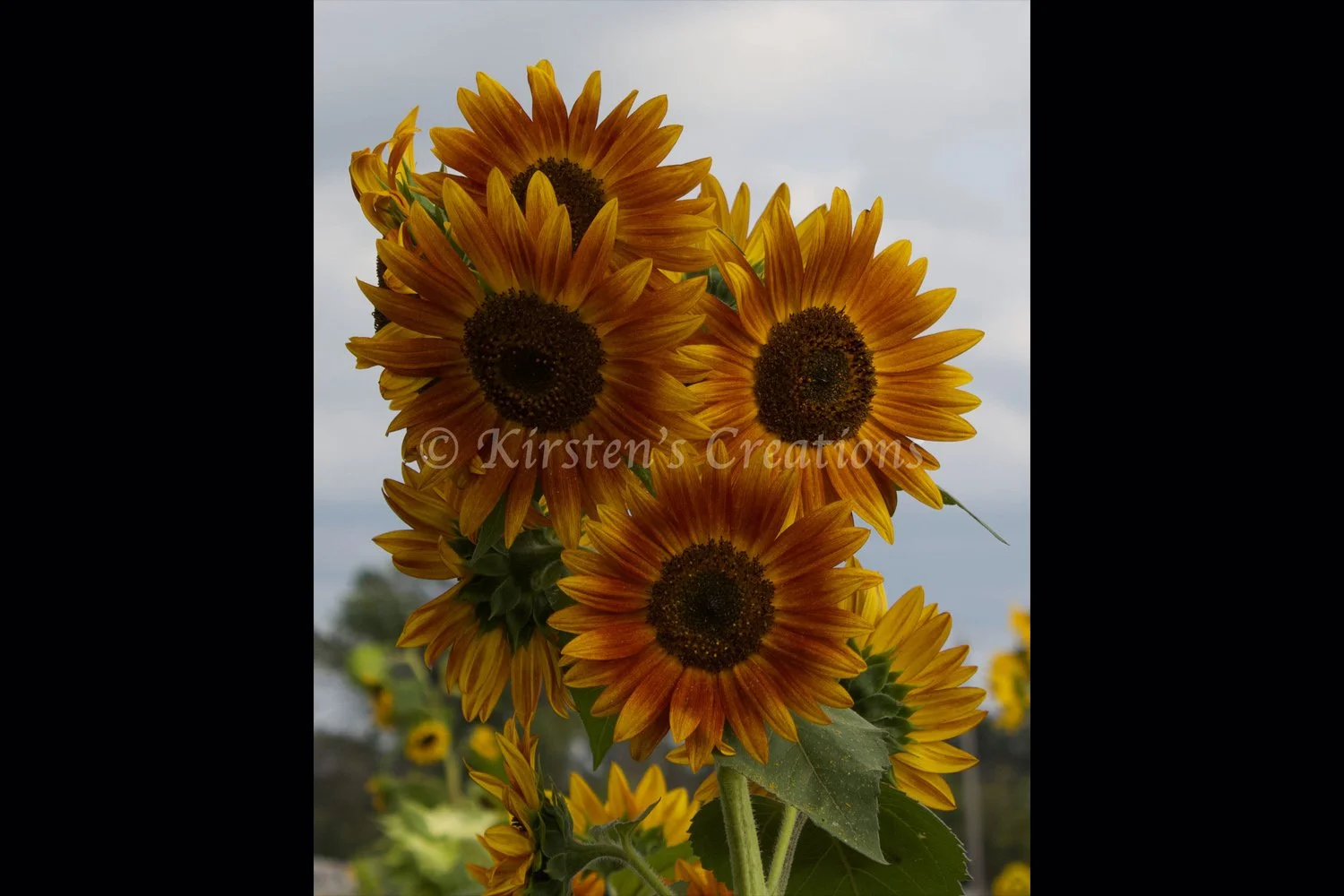 sunflower-red-group-2x3.jpg