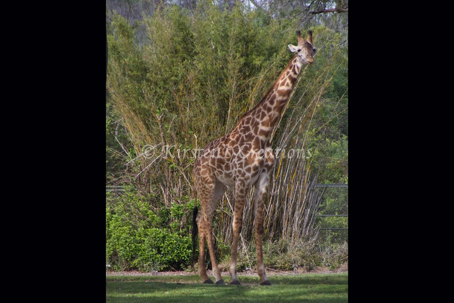 giraffe.jpg