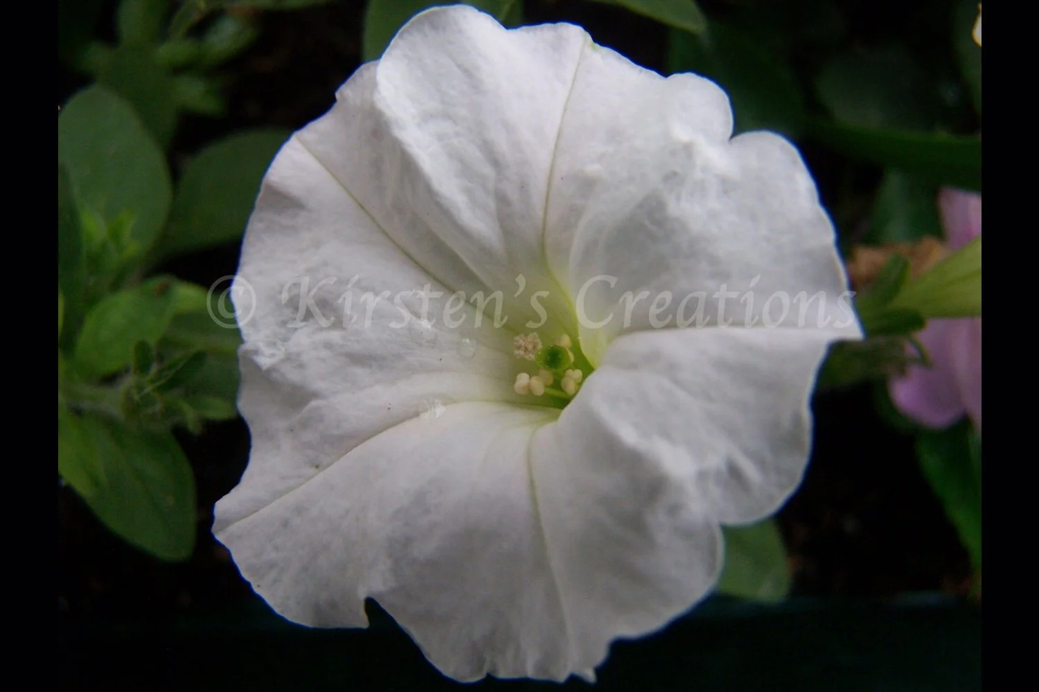 white-petunia-2x3.jpg