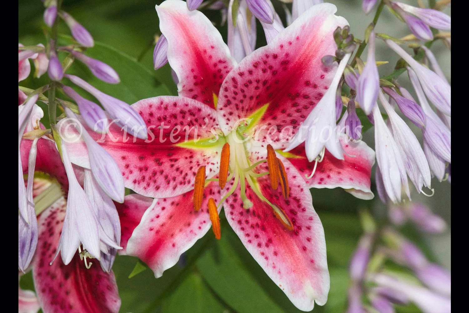 Stargazer Lily 2