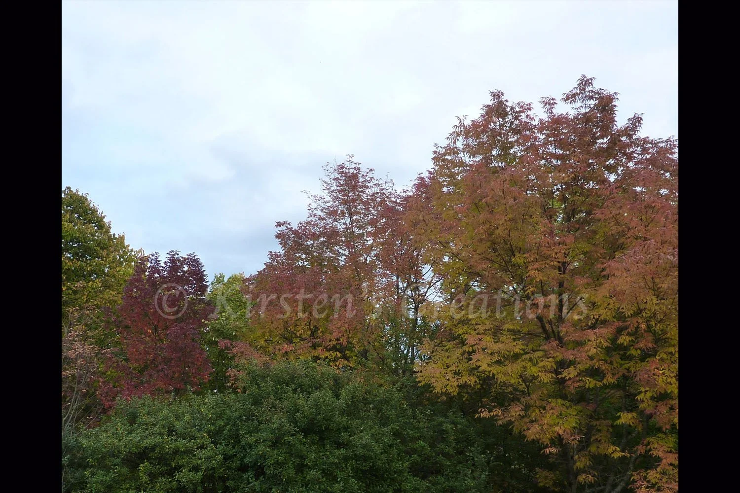 Fall Treetops