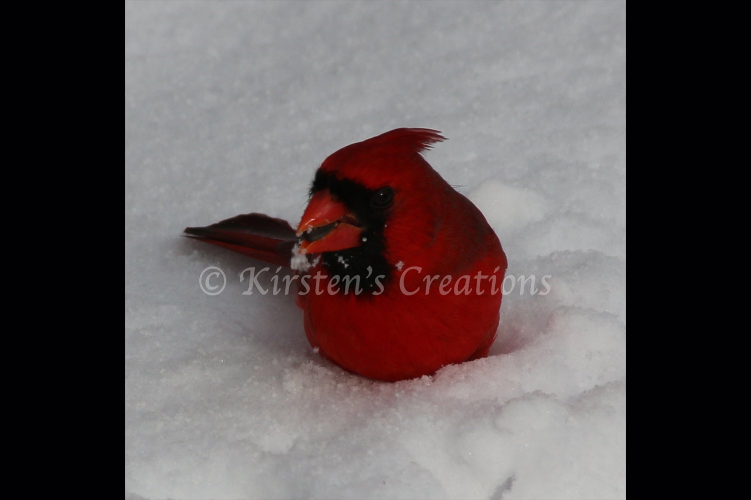 cardinal-in-snow-2x3.jpg