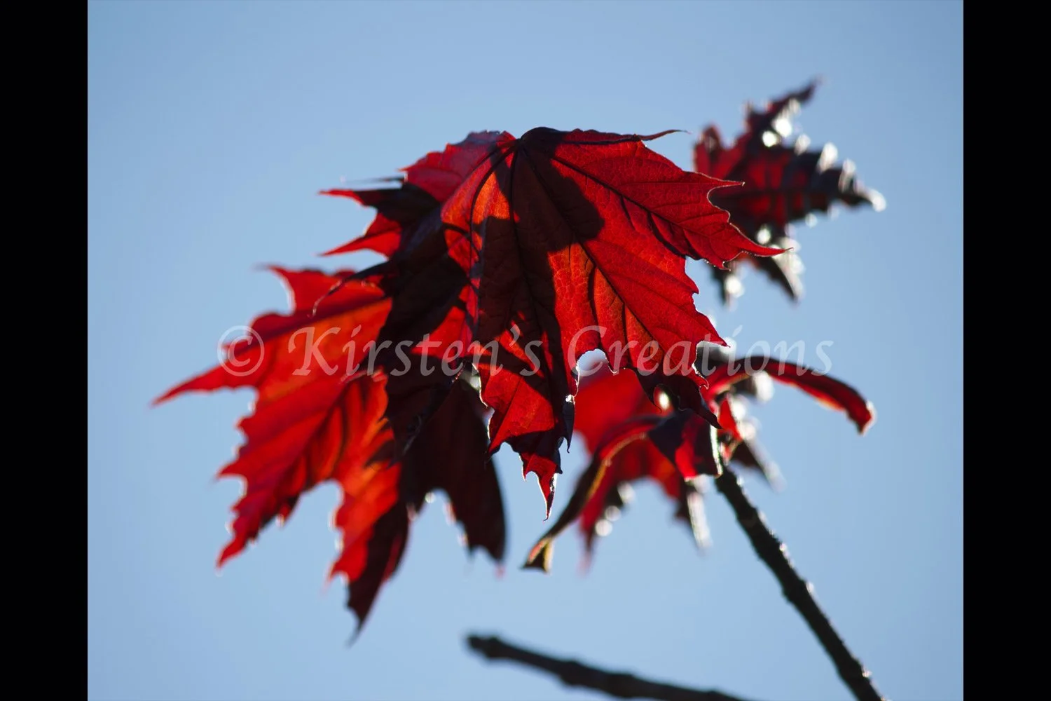 norway-maple-2x3.jpg