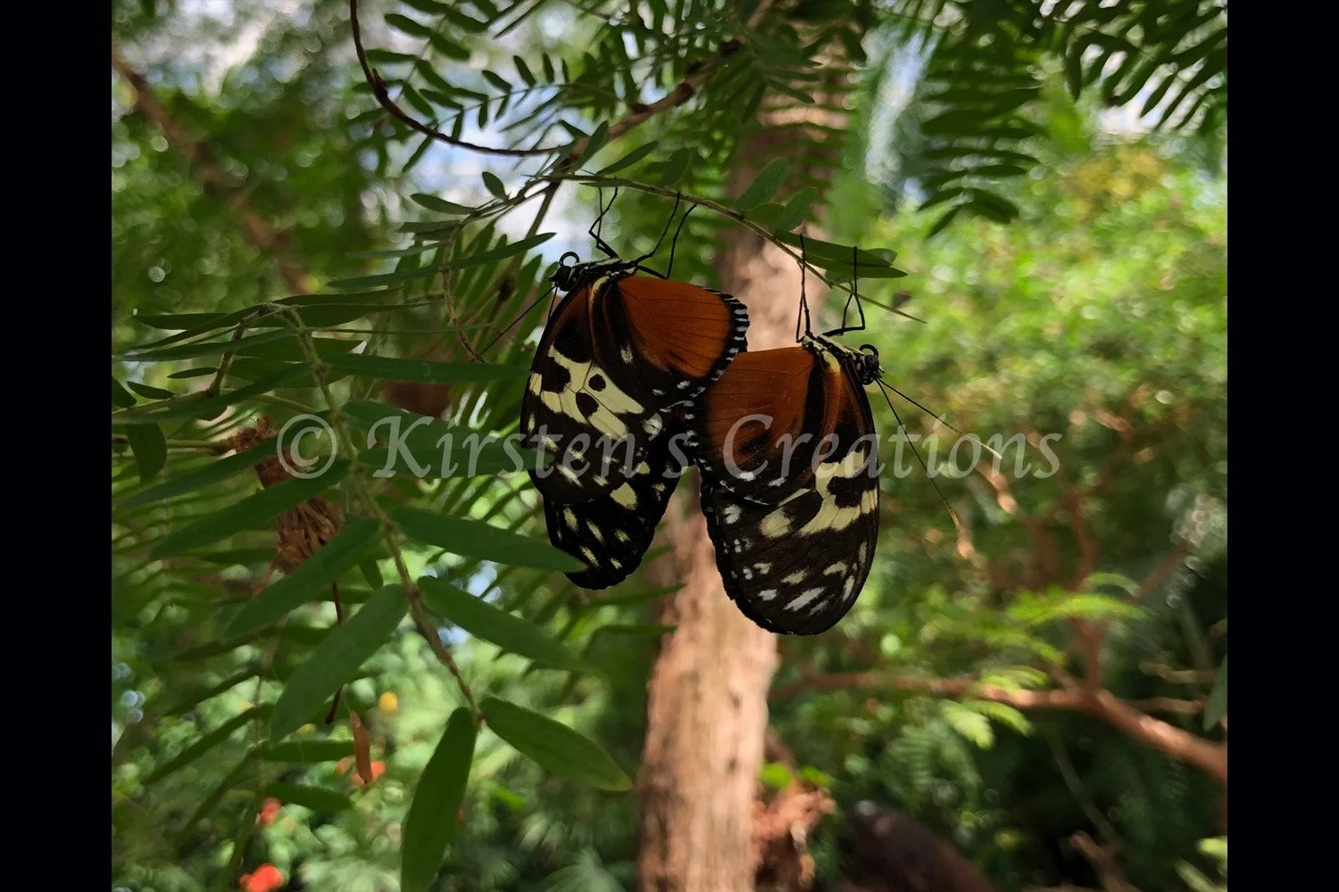 hanging-around-tiger-longwing-pair-2x3.jpg