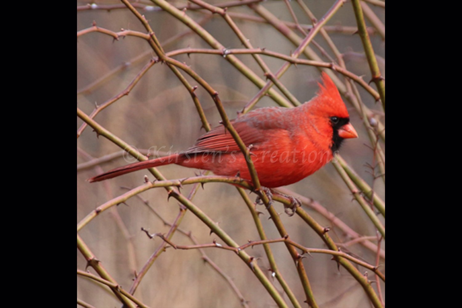 cardinal-connection-2x3.jpg