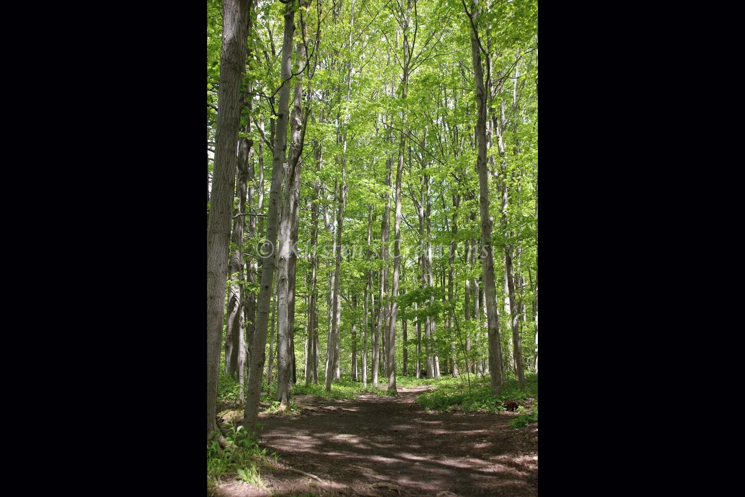 sun-speckled-path-2x3.jpg
