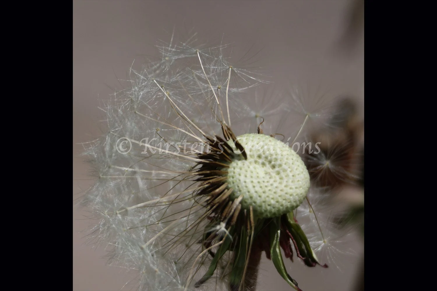 delicate-details-of-the-dandelion-2x3.jpg