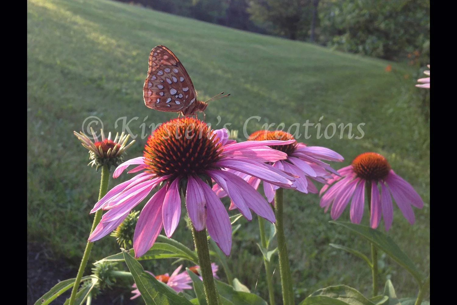 fritilary-on-coneflower-2x3.jpg