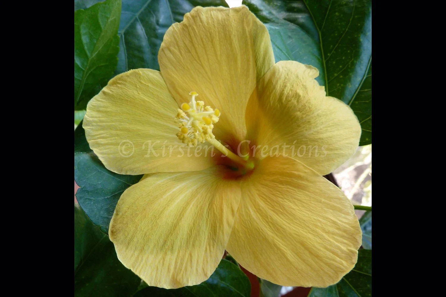 yellow-hibiscus-2x3.jpg