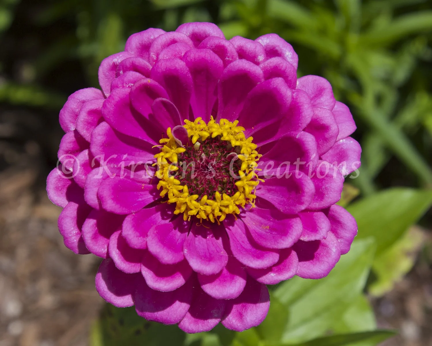 pink-zinnia.jpg