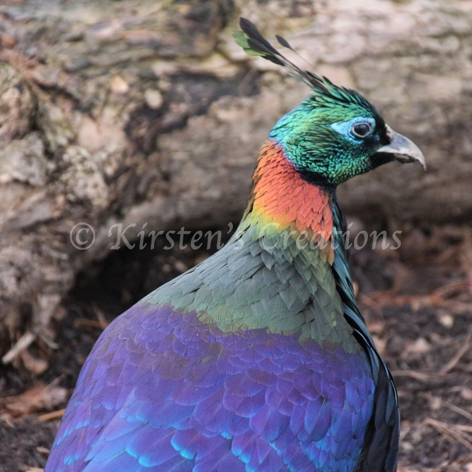 monal-pheasant-profile.jpg