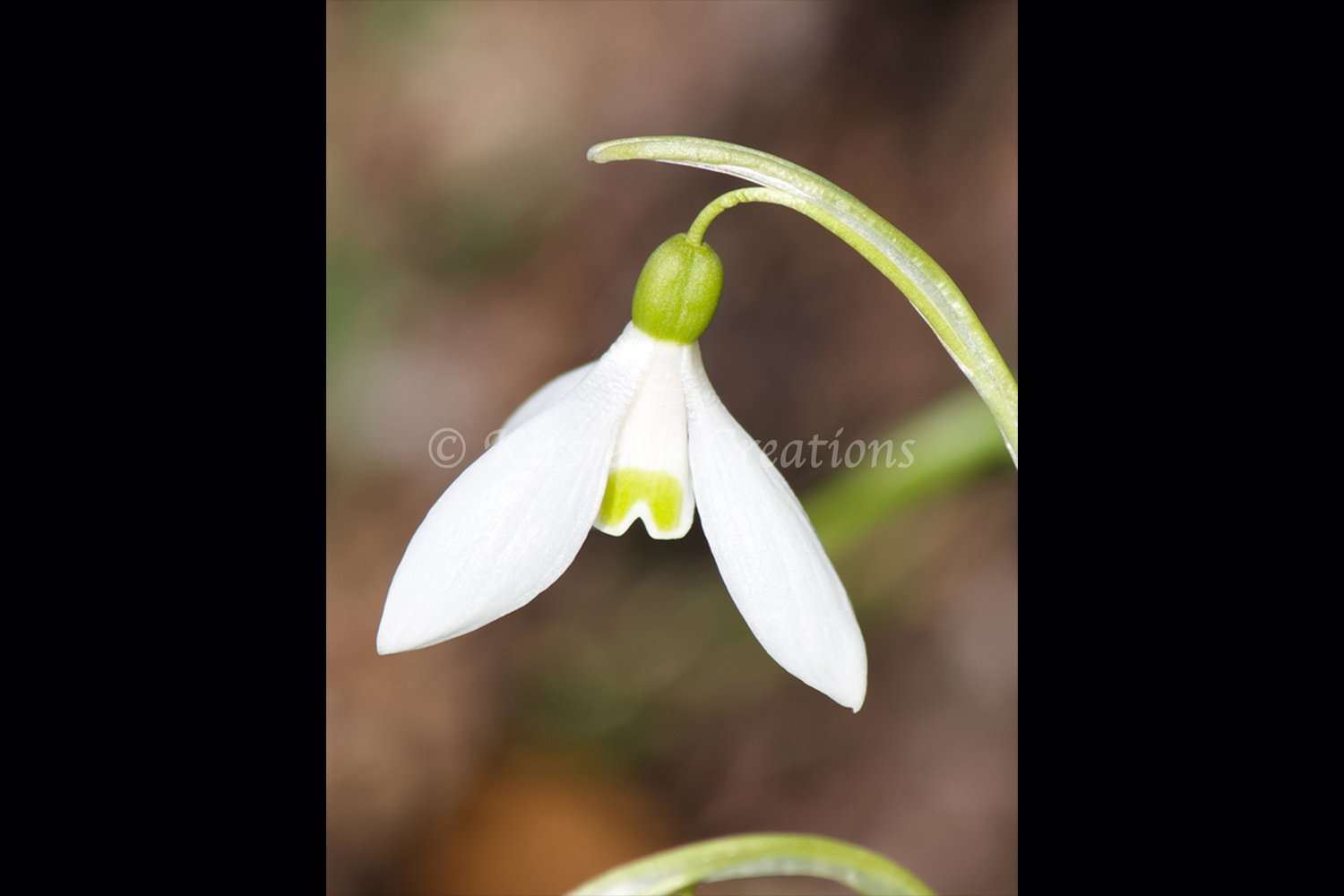 springtime-snow-2x3.jpg