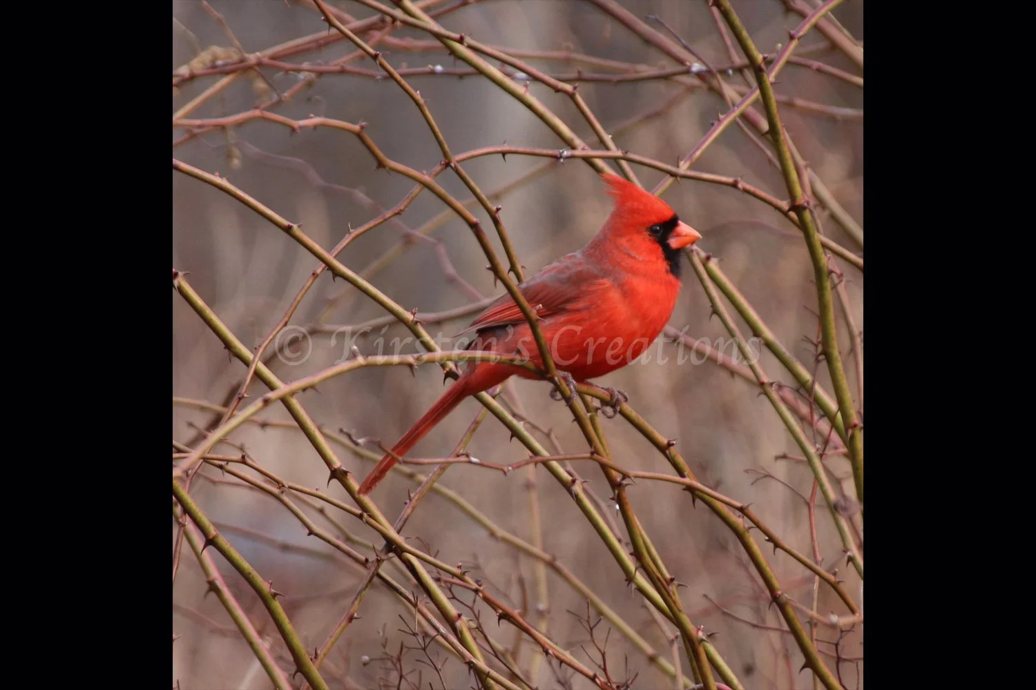 beauty-among-the-thorns-2x3.jpg