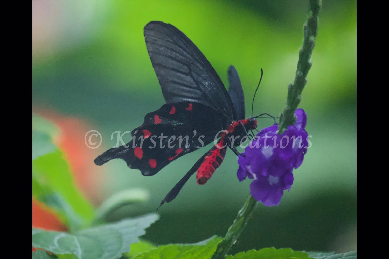 red-bordered-pixie-2x3 copy.jpg