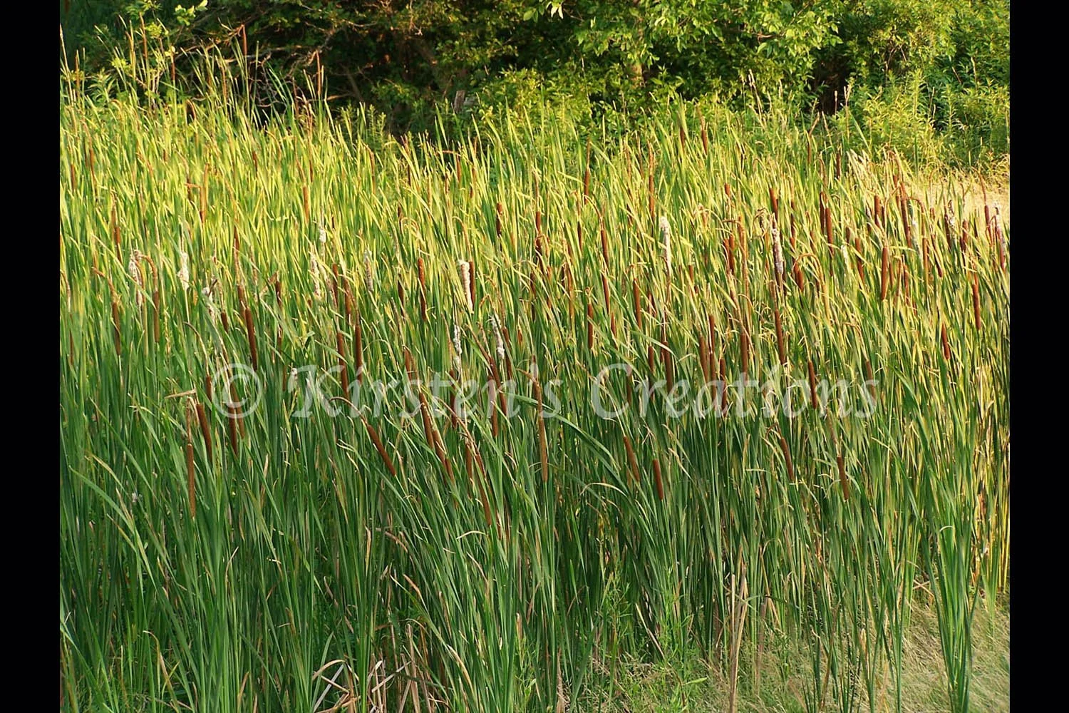 Cattails in the Breeze