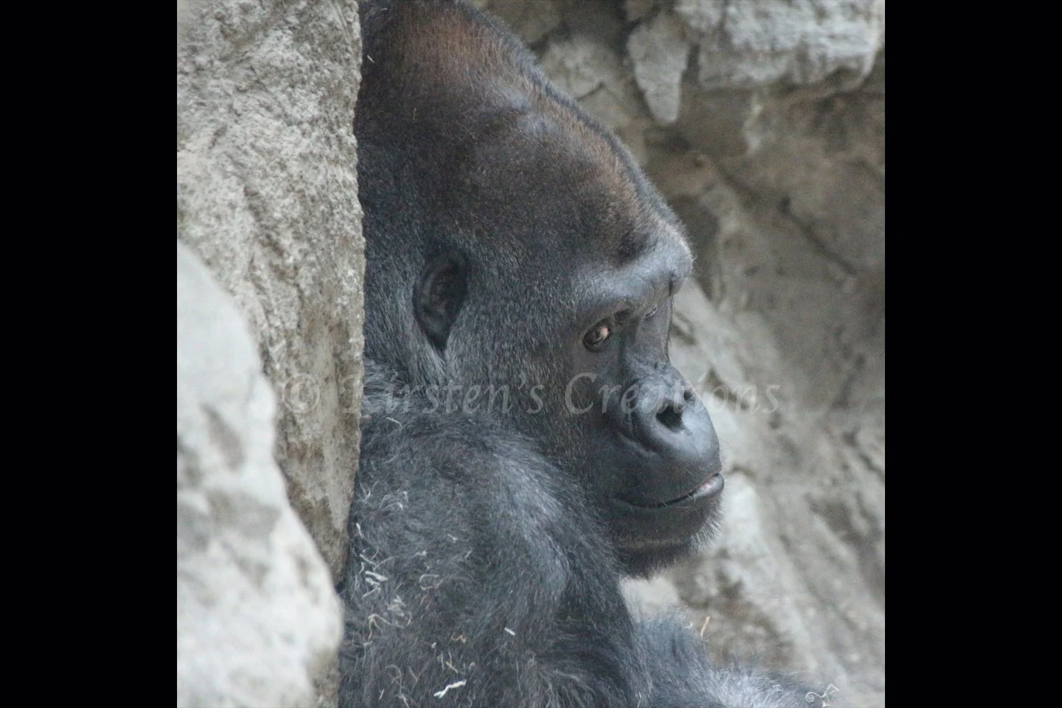 a-little-gorilla-side-eye-2x3.jpg