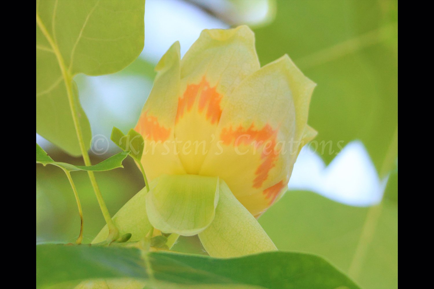american-tuliptree-2x3.jpg