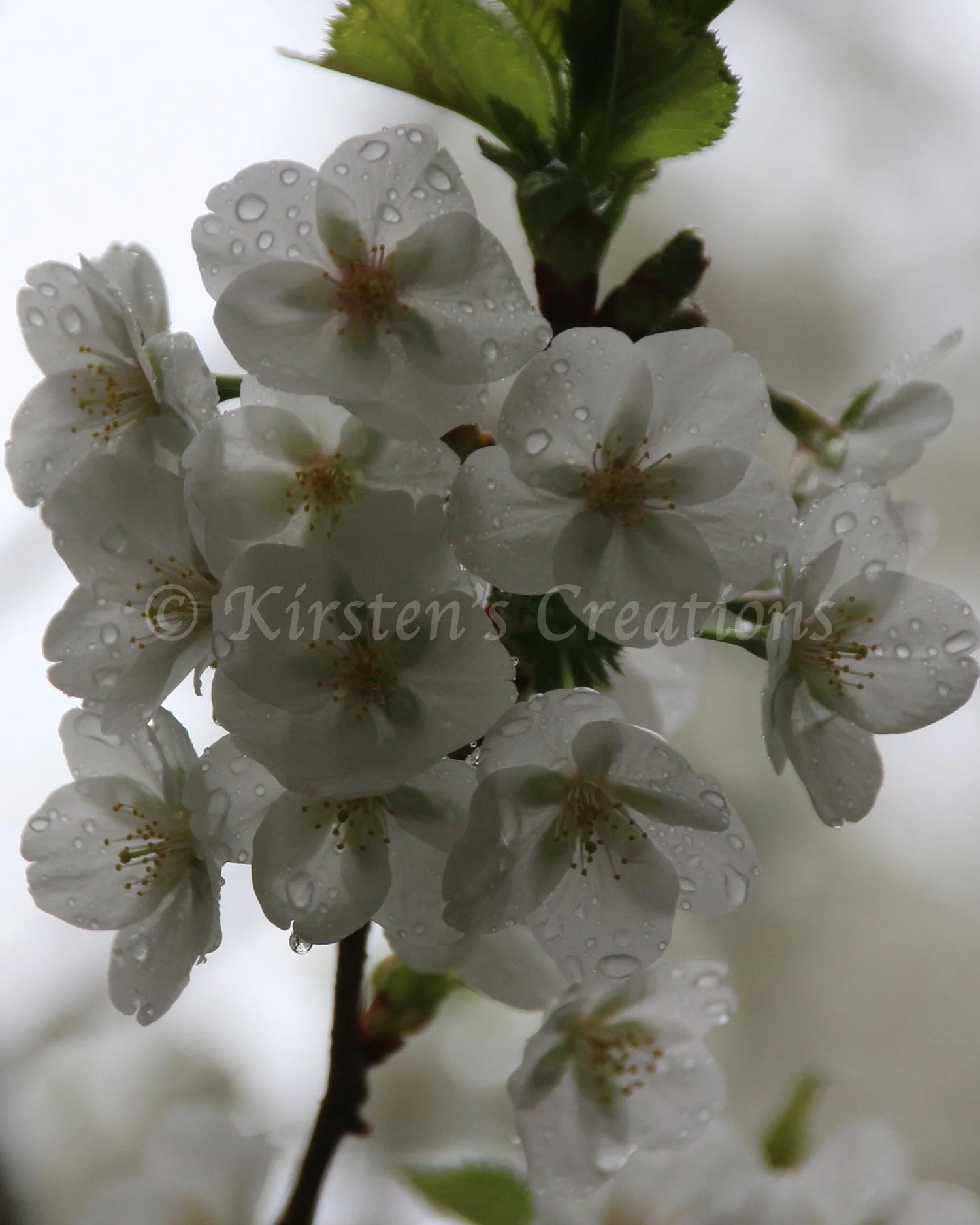 white-cherryblossoms.jpg