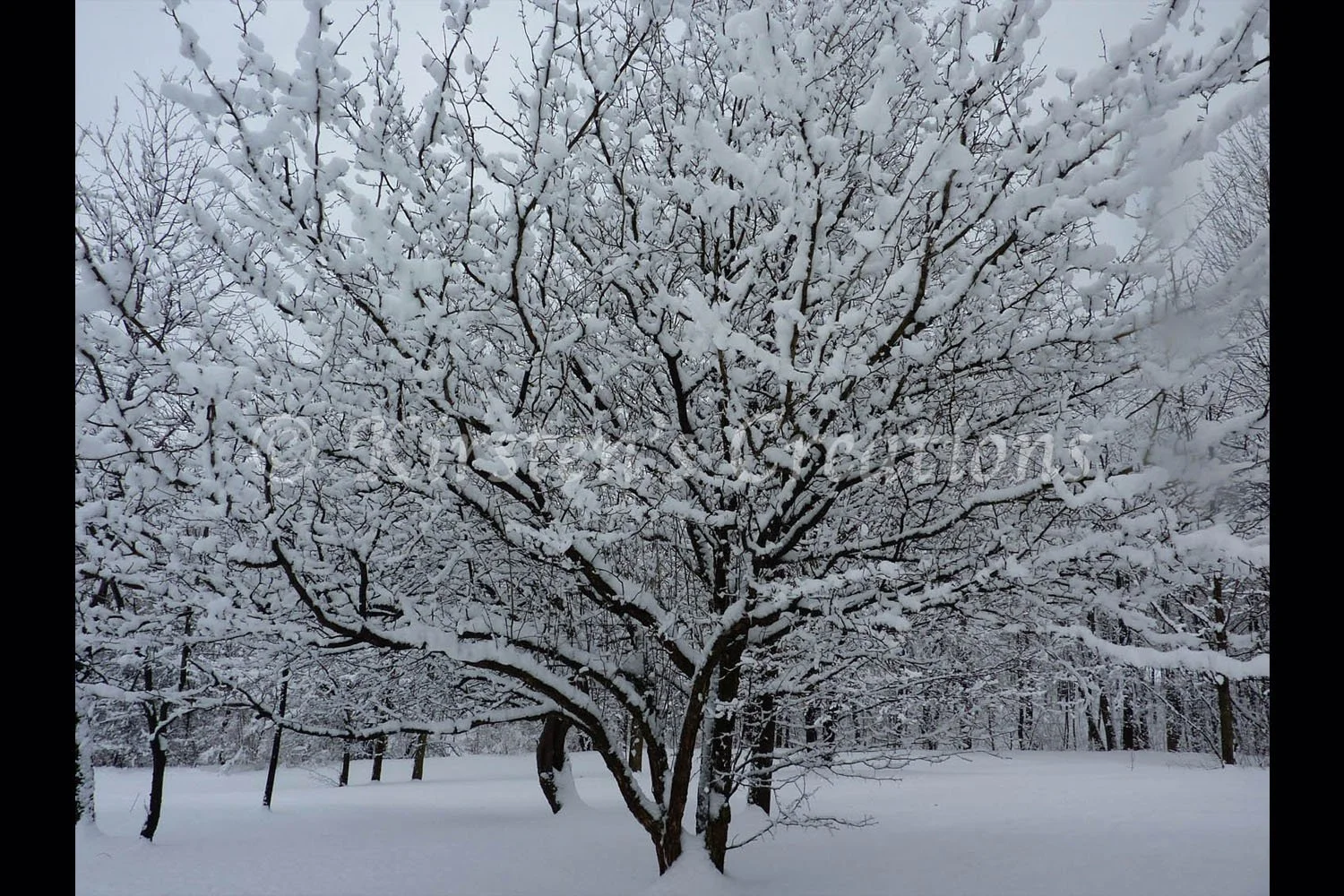 New Fallen Snow