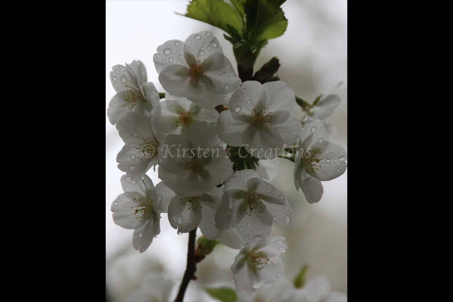 white-cherry-blossoms-2x3.jpg