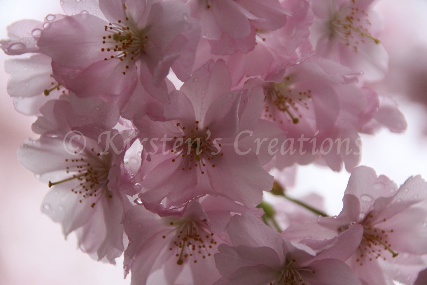 cherry-blossom-daydream.jpg
