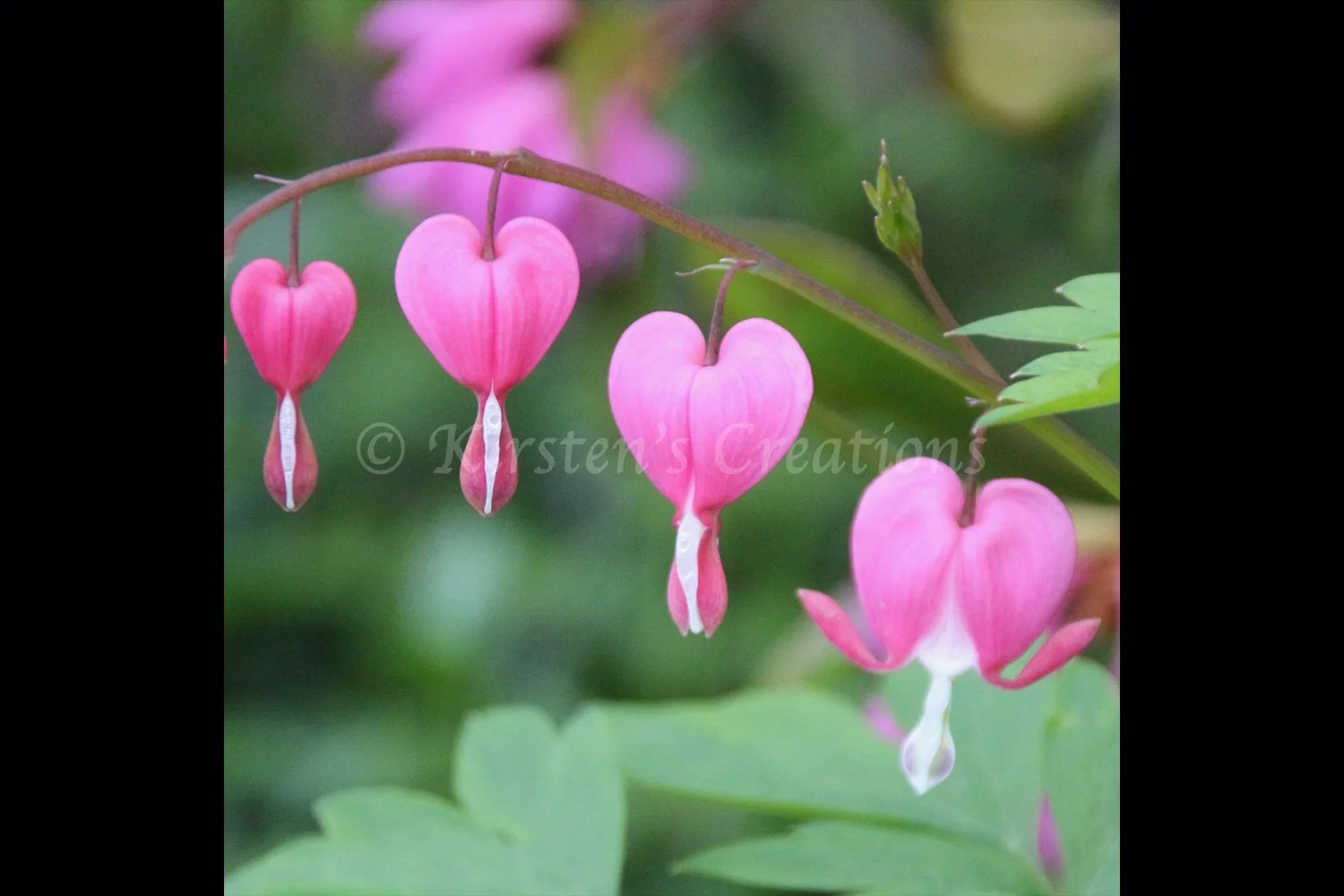 bleeding-heart-2x3.jpg