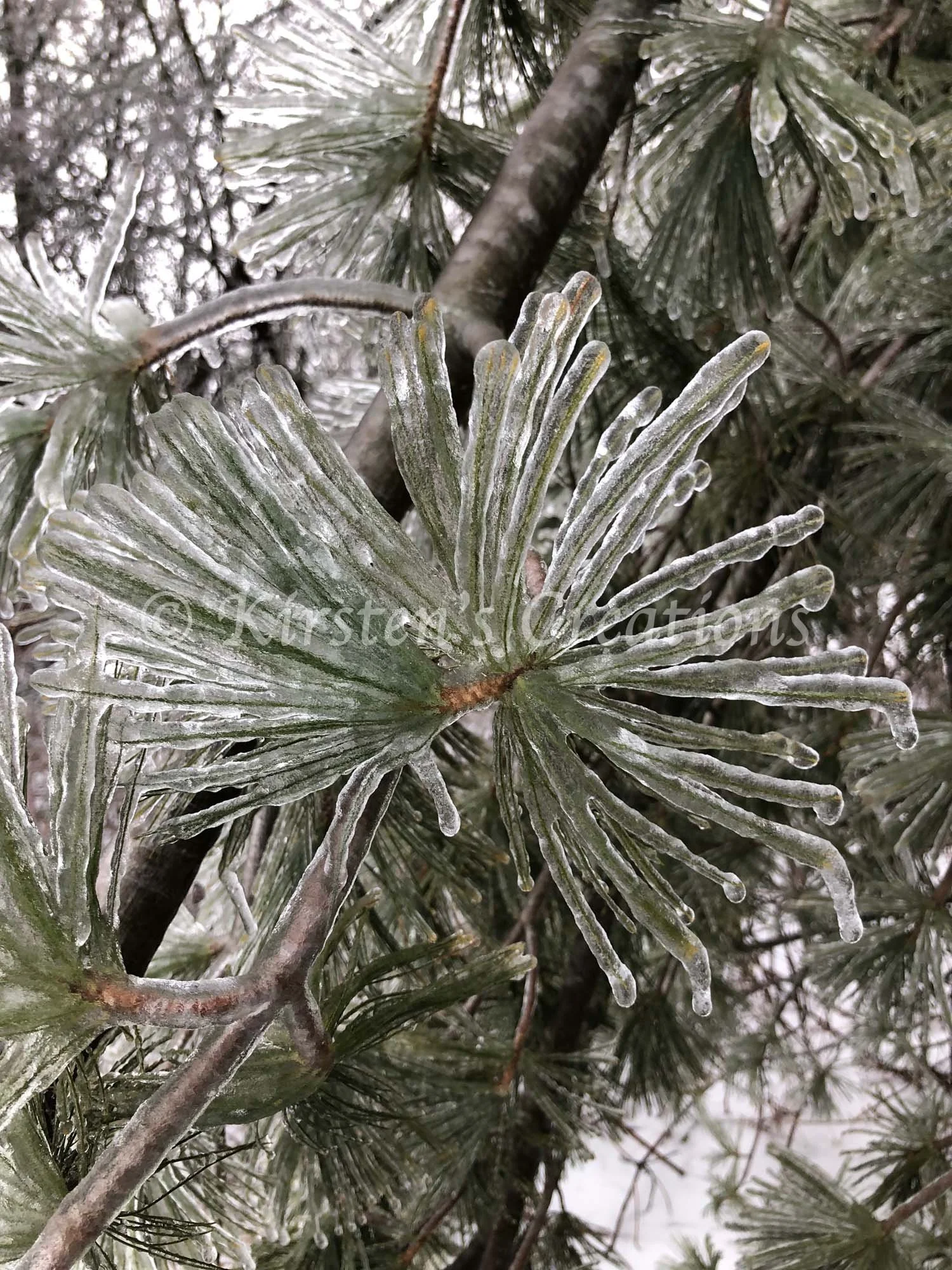 icy-pine.jpg