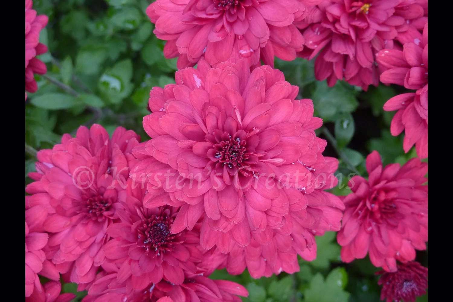 red-mum-in-the-rain-2x3.jpg