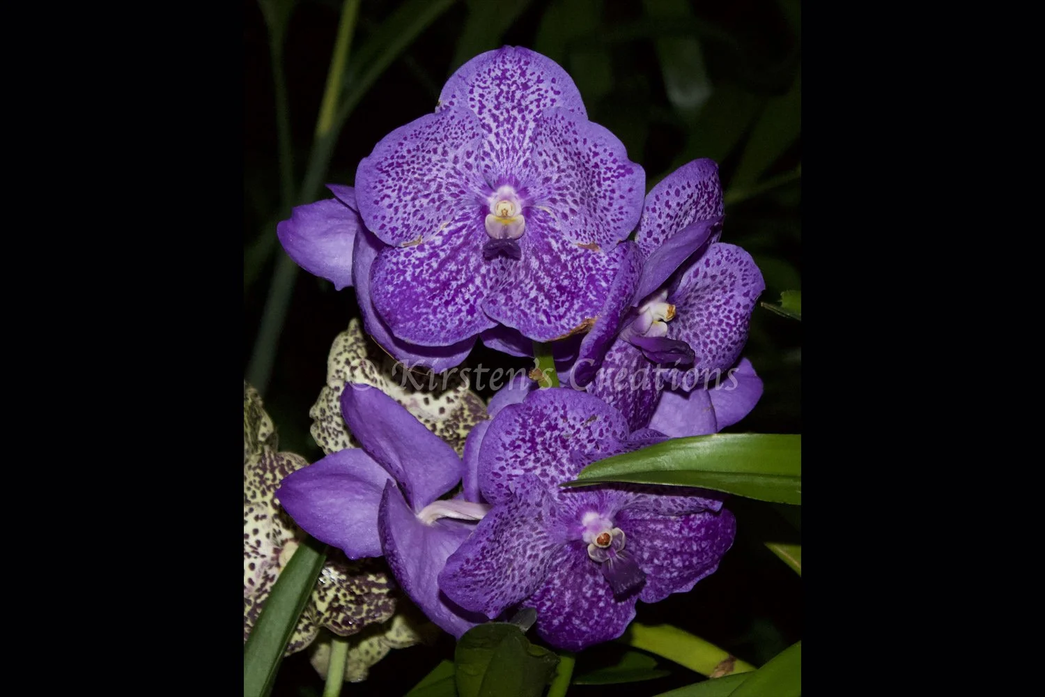 purple-wild-orchid-2x3.jpg