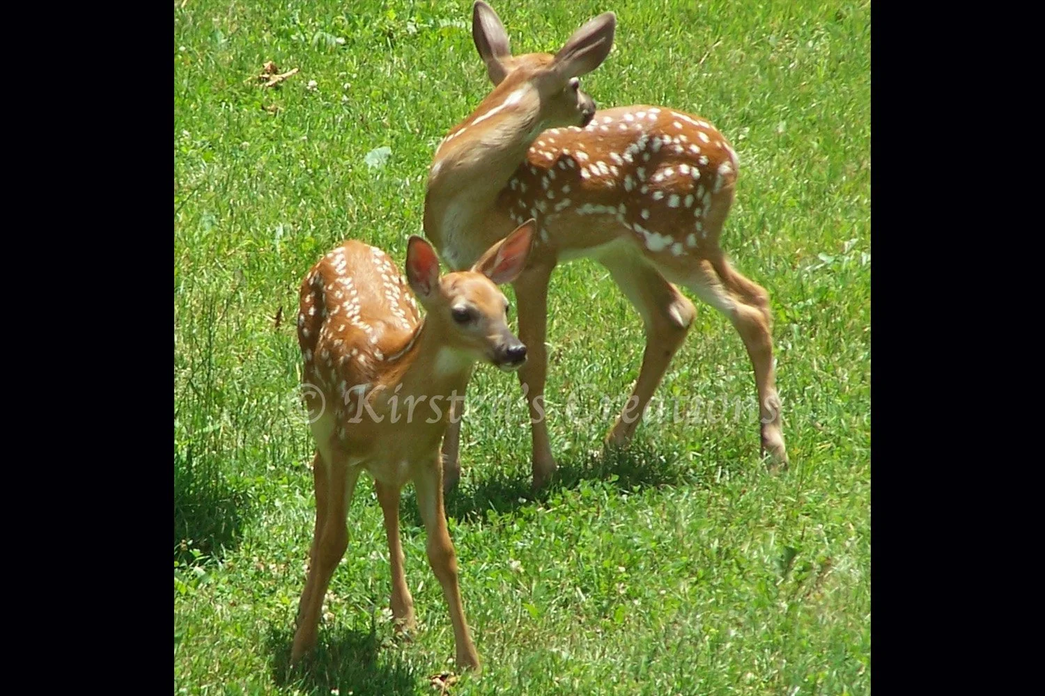 Deer in Yard