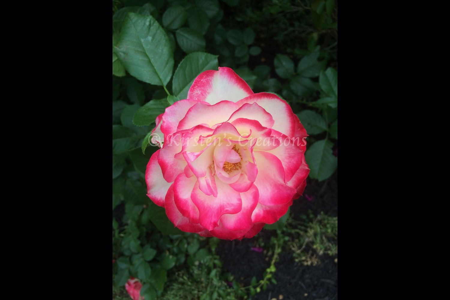 Cherry Parfait Rose