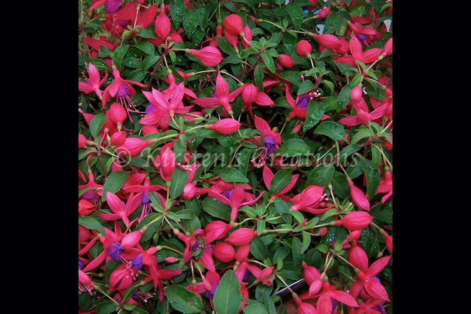 fushia-2x3.jpg