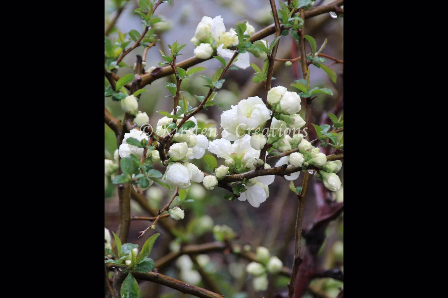 buds-and-drops-2x3.jpg