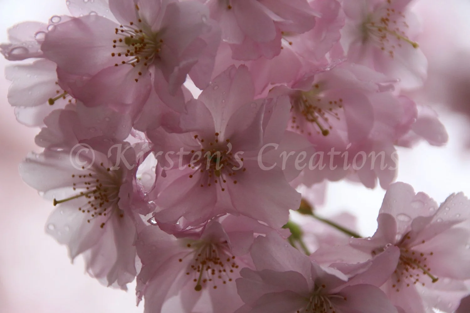 pink-cherry-blossom.jpg