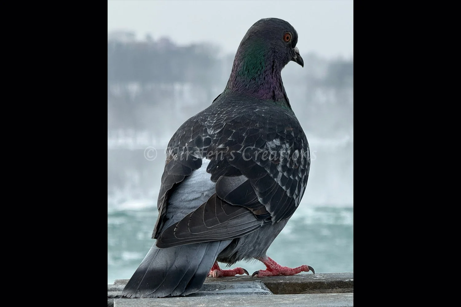 rock-dove-watching-2x3.jpg
